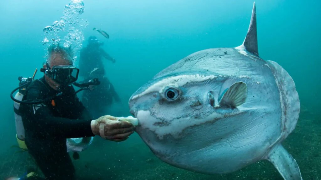 Nusa Penida – Crystal Bay