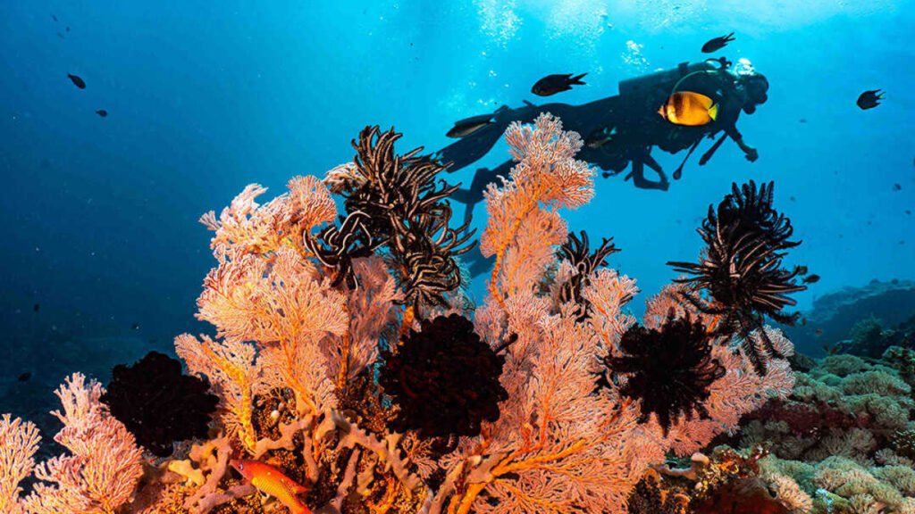 Pemuteran – Mandarin Point