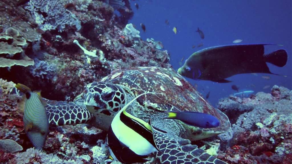 Nusa Lembongan – Mangrove Point