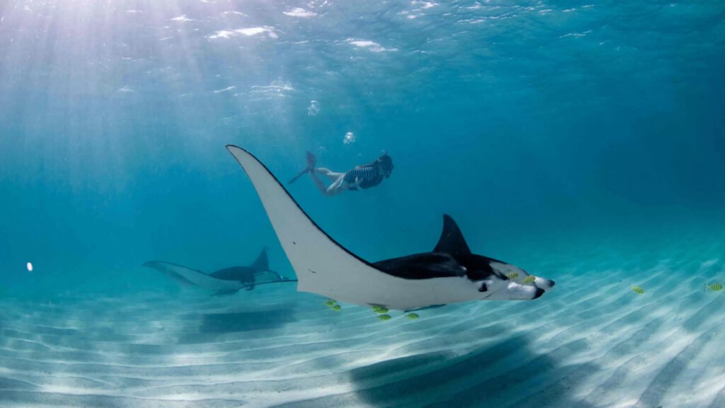 Nusa Penida – Manta Point