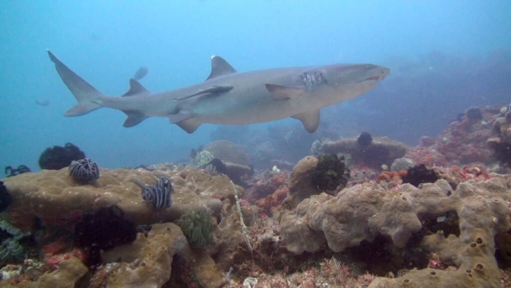 Padang Bai – Shark Point