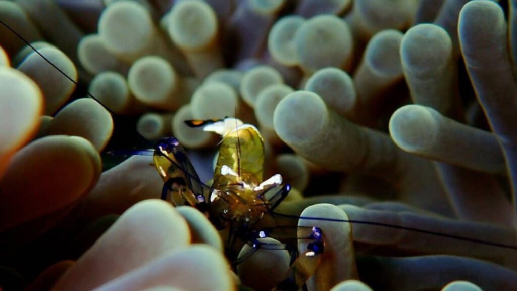 Gilimanuk – Secret Bay