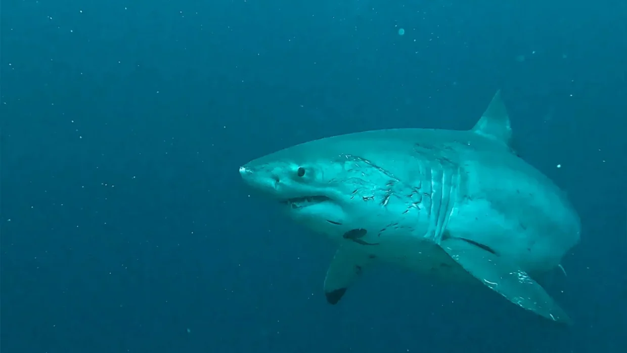 Sharks in Bali
