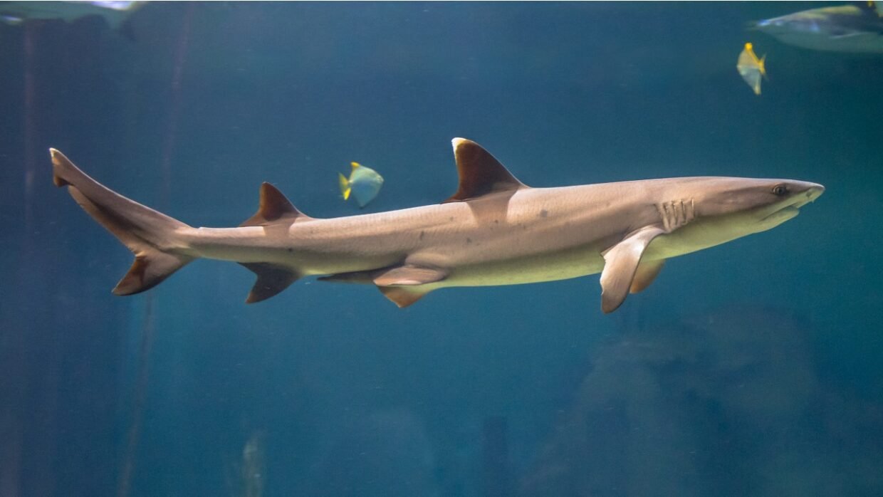 Shark Encounter Experiences in Bali