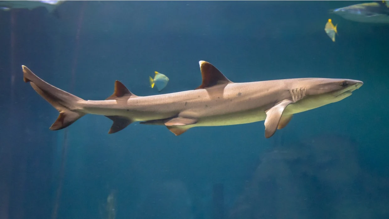 Shark Encounter Experiences in Bali