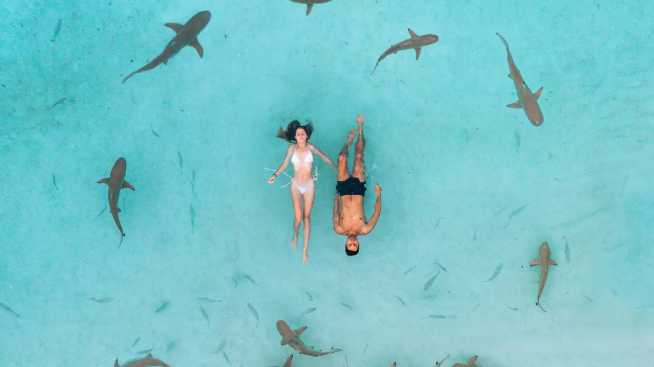 sharks in bali