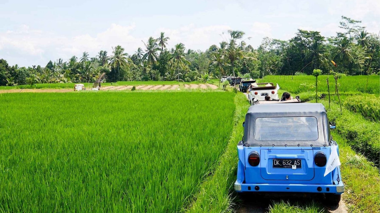 Vintage cars driving through lush green rice fields in Bali